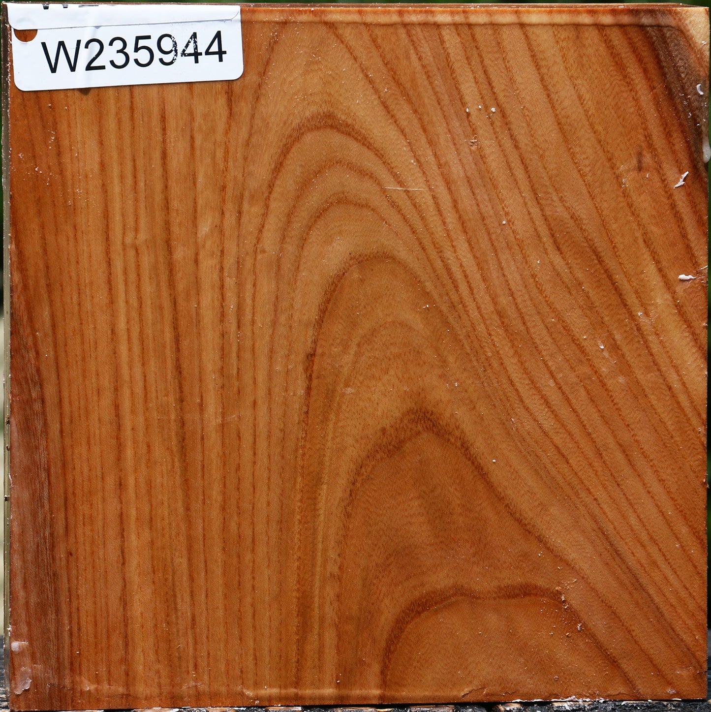 Chinese Elm Bowl Blank