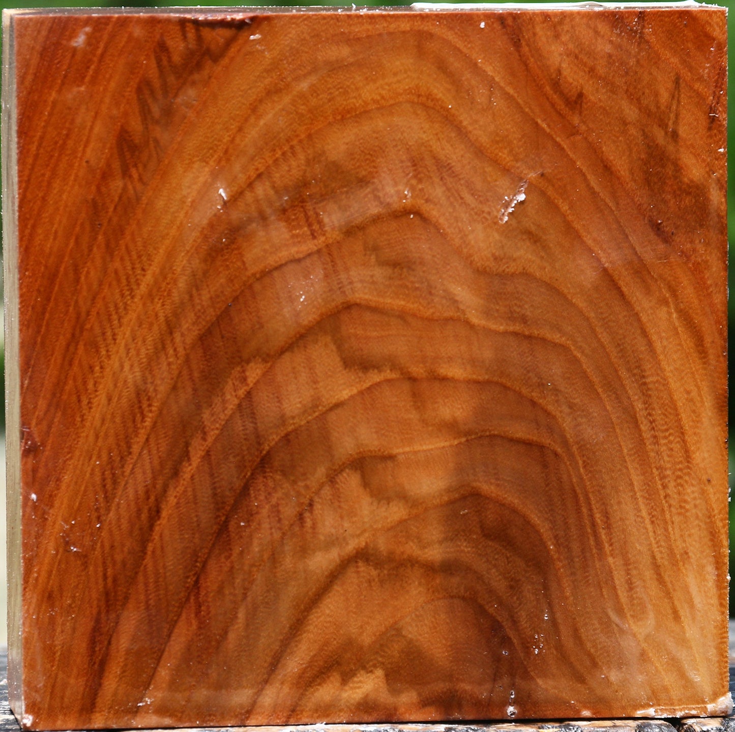 Figured Chinese Elm Bowl Blank