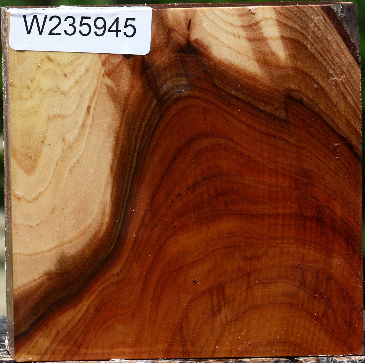 Figured Chinese Elm Bowl Blank