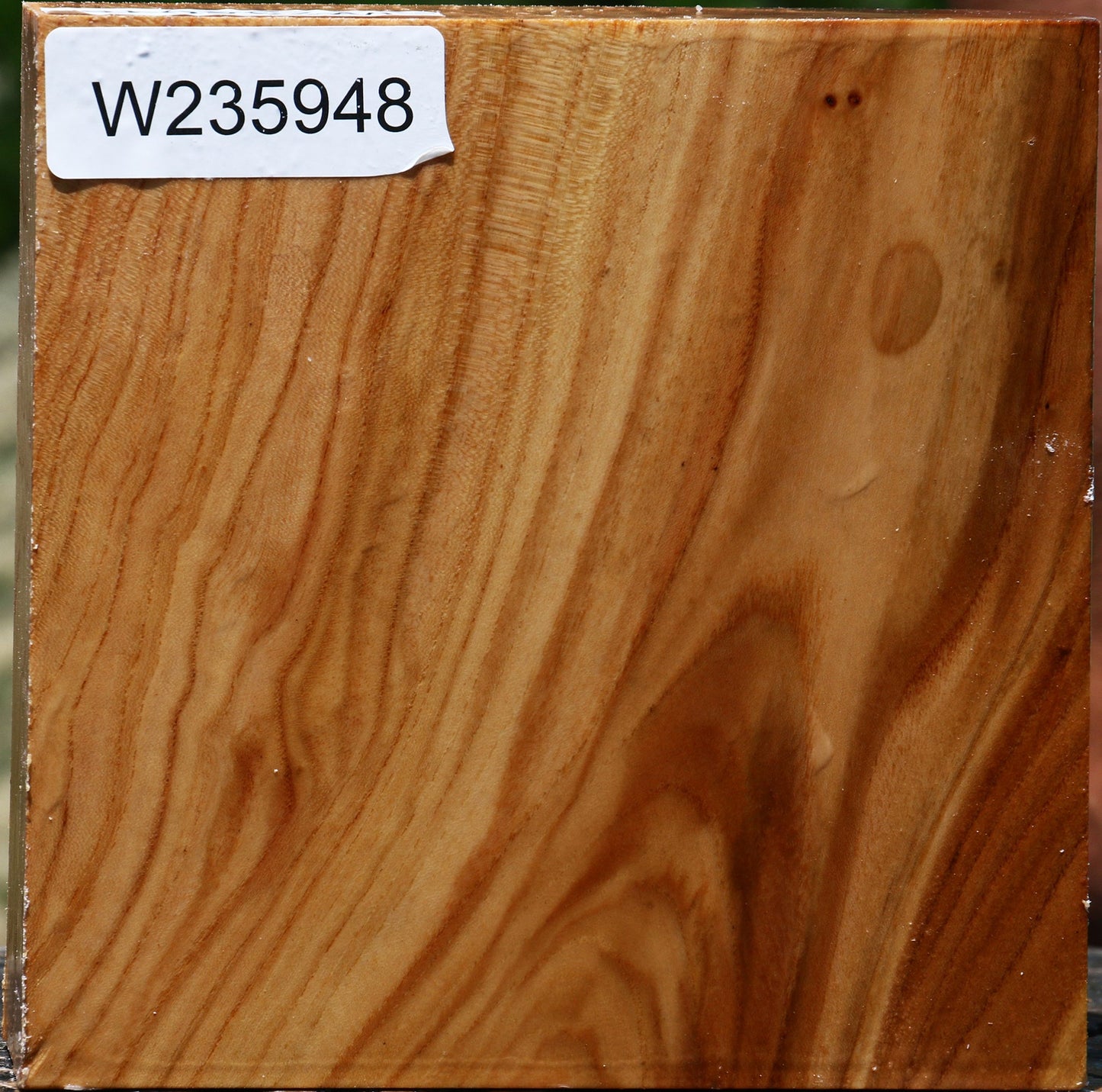 Chinese Elm Bowl Blank