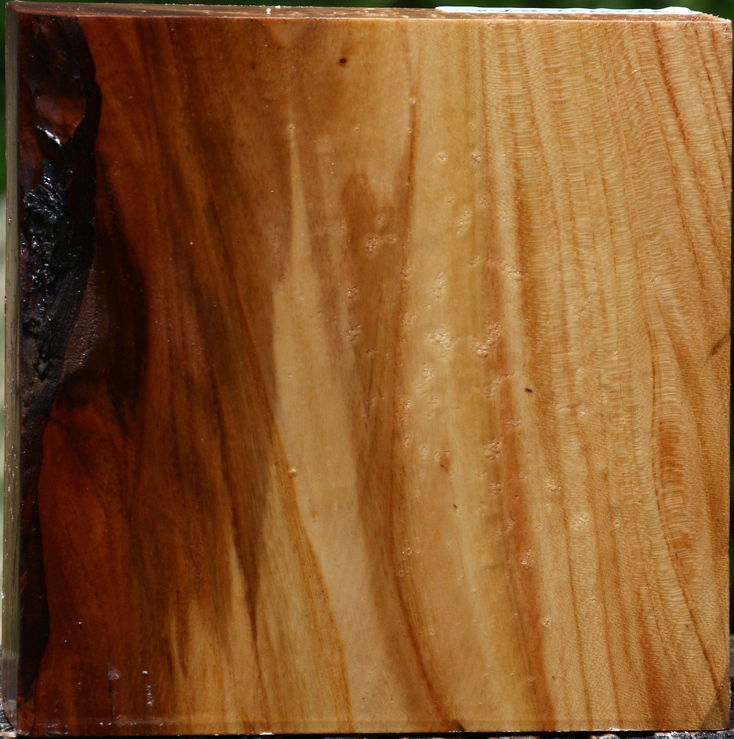 Chinese Elm Bowl Blank