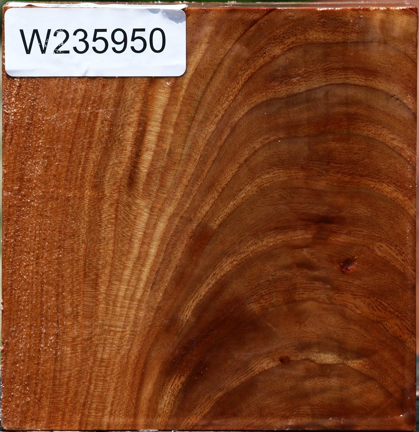 Chinese Elm Bowl Blank