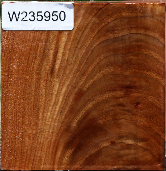 Chinese Elm Bowl Blank