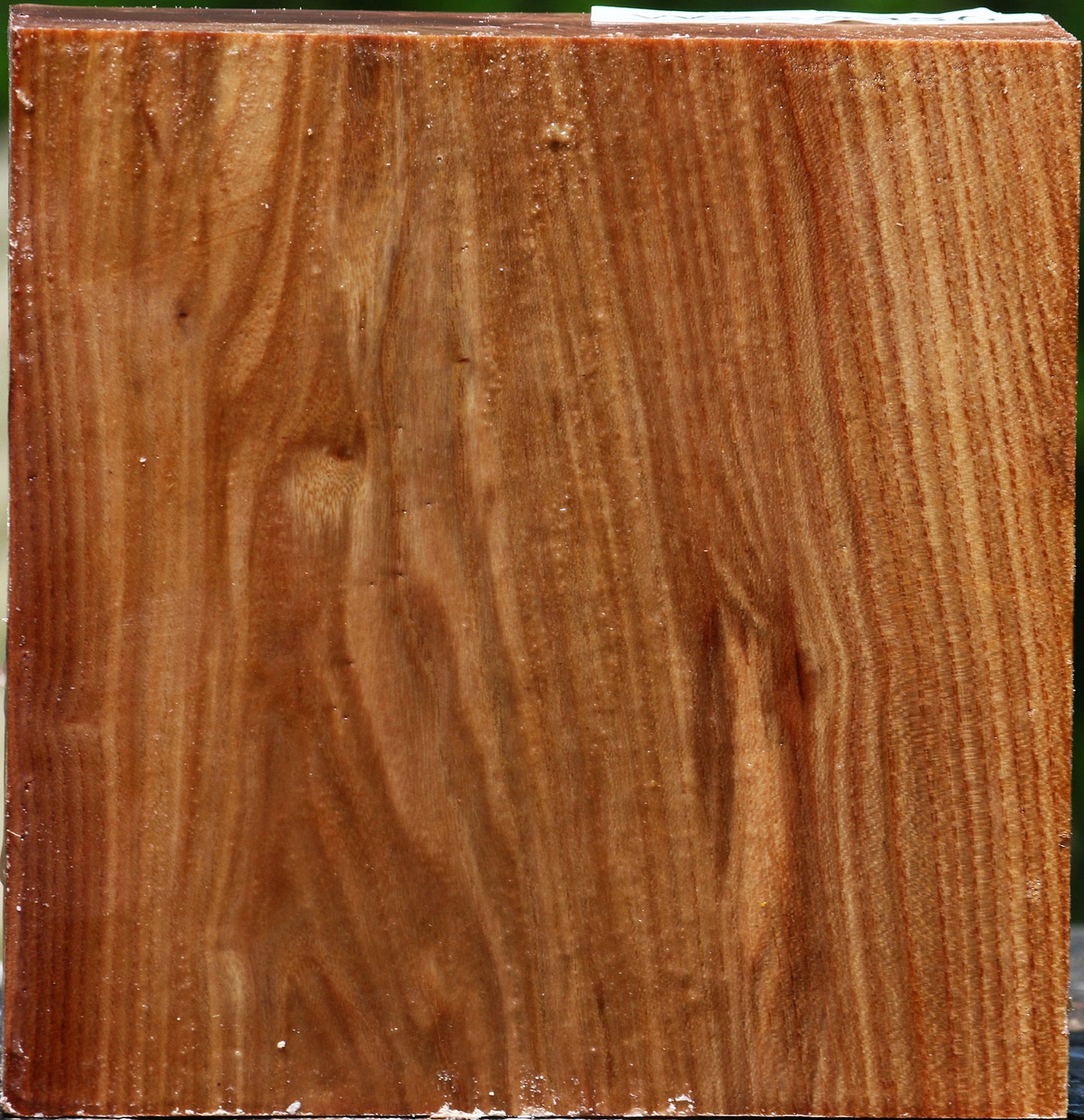 Chinese Elm Bowl Blank