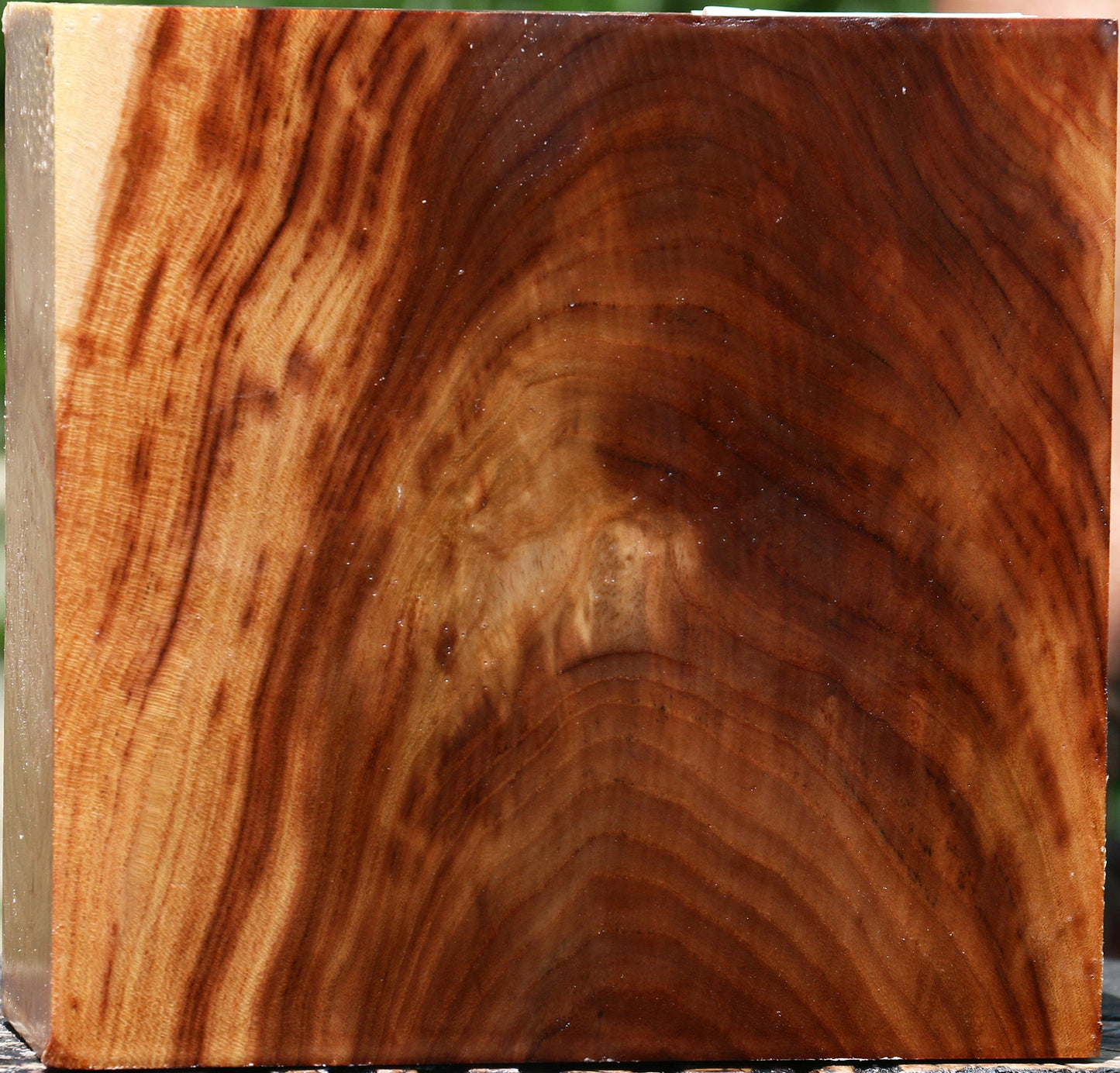 Extra Fancy Chinese Elm Bowl Blank