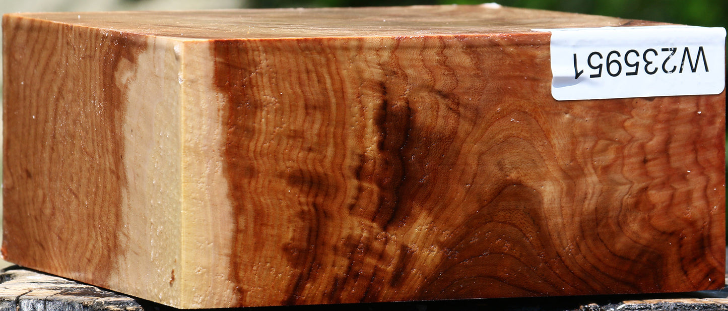 Extra Fancy Chinese Elm Bowl Blank