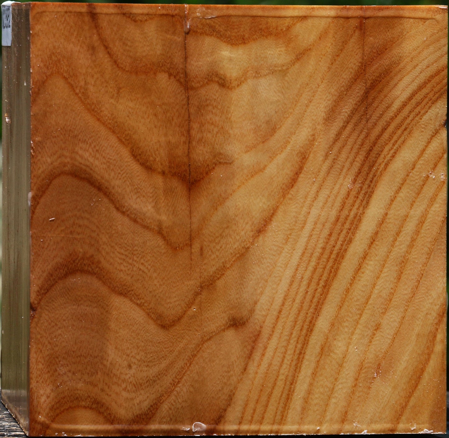 Figured Chinese Elm Bowl Blank