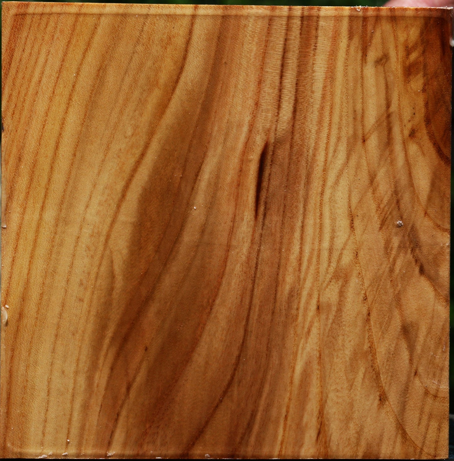 Figured Chinese Elm Bowl Blank