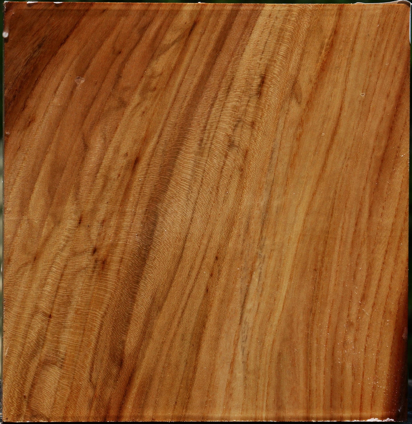 Figured Chinese Elm Bowl Blank