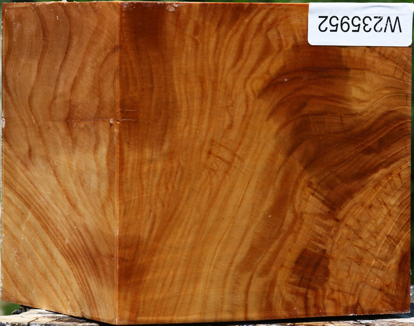 Figured Chinese Elm Bowl Blank