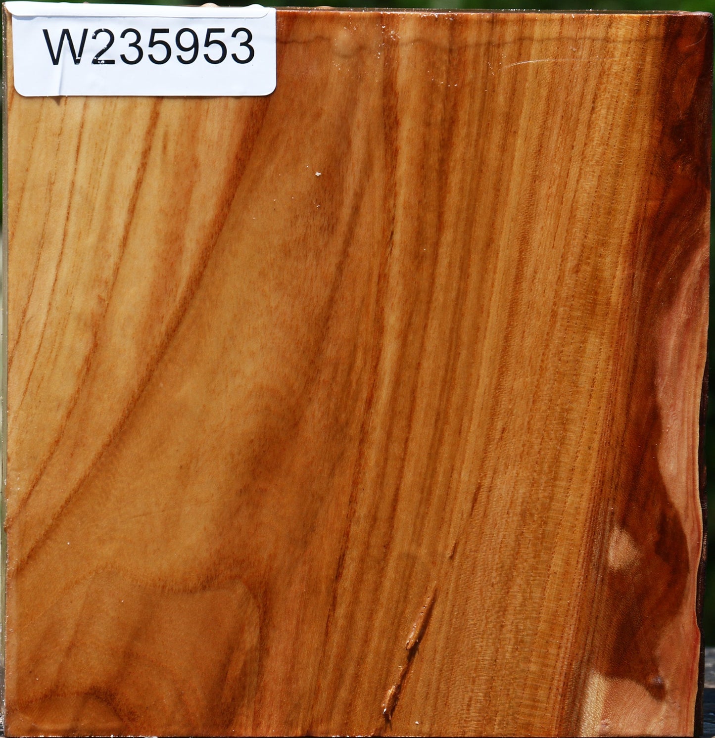 Chinese Elm Bowl Blank