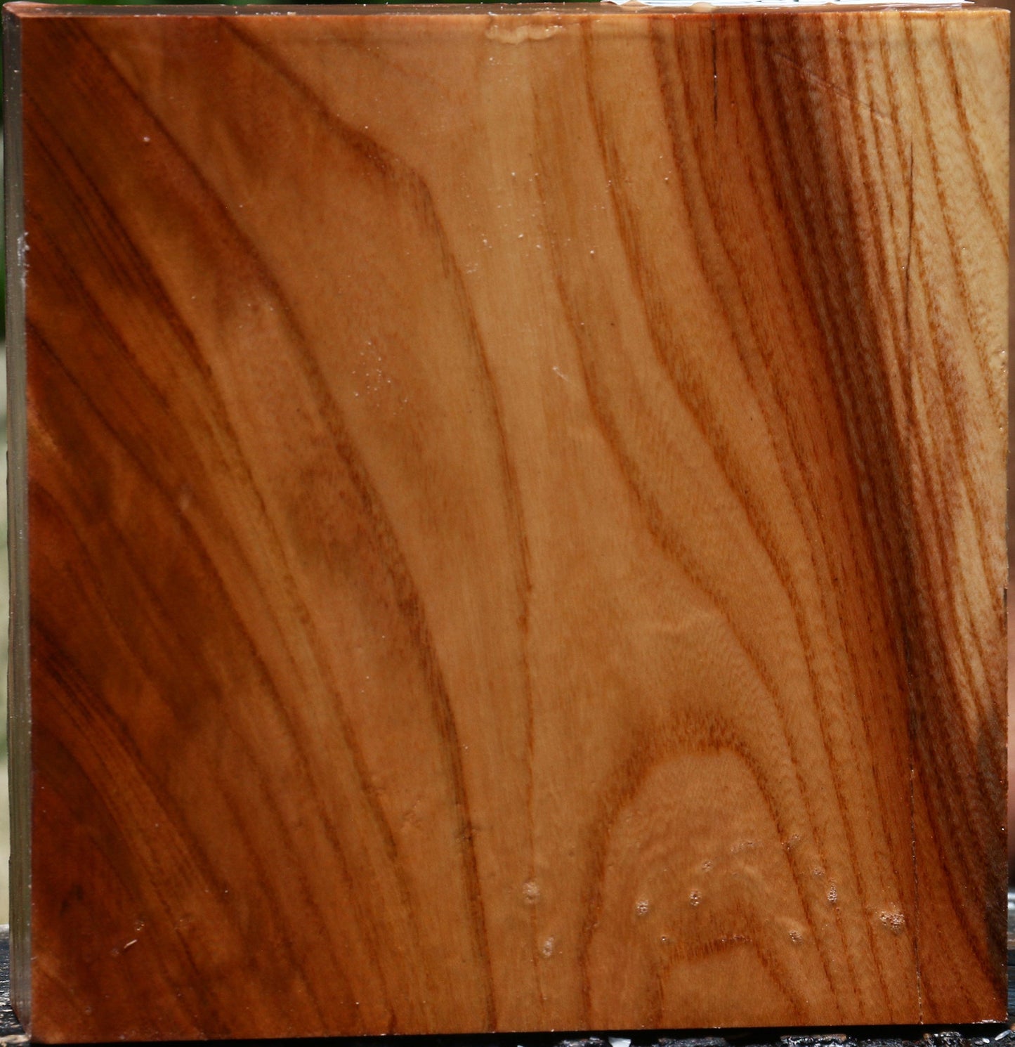 Chinese Elm Bowl Blank