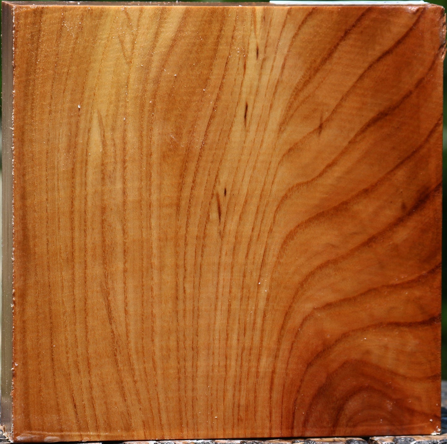 Chinese Elm Bowl Blank