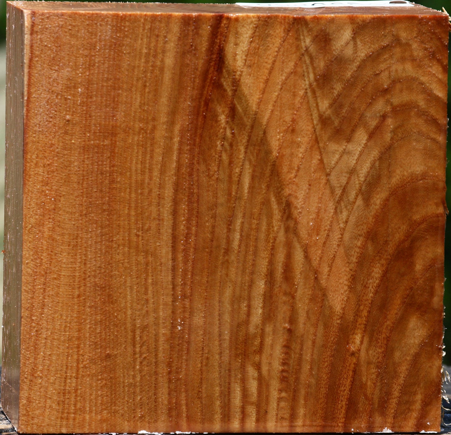 Chinese Elm Bowl Blank