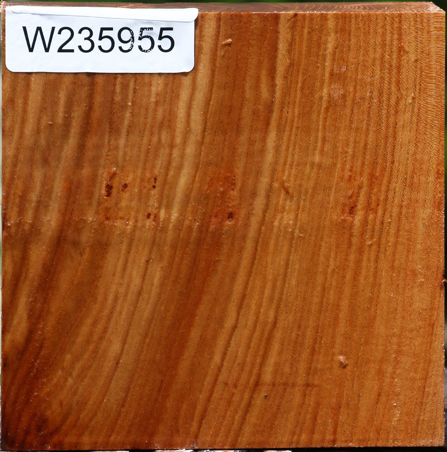 Chinese Elm Bowl Blank