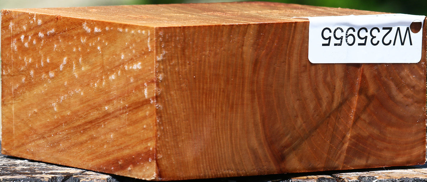 Chinese Elm Bowl Blank