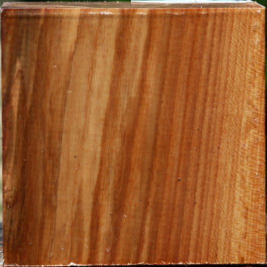 Chinese Elm Bowl Blank