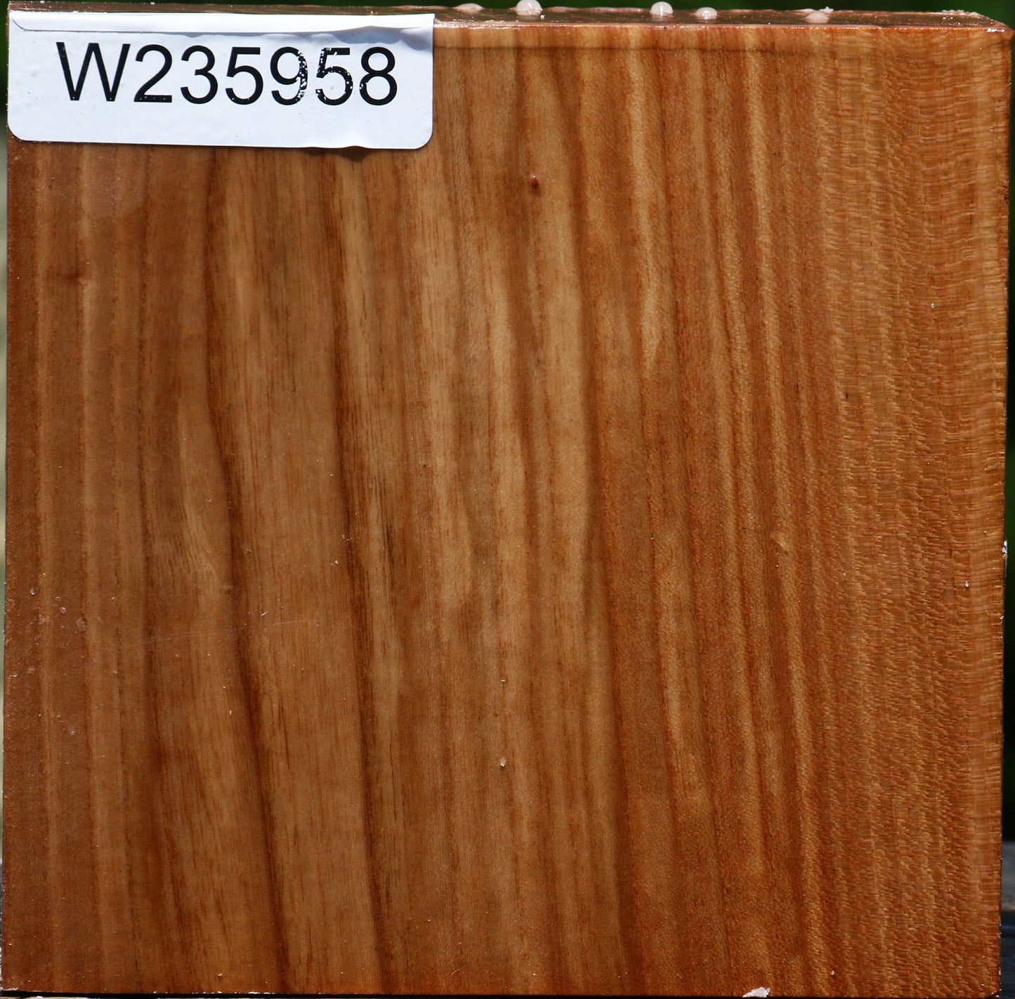 Chinese Elm Bowl Blank