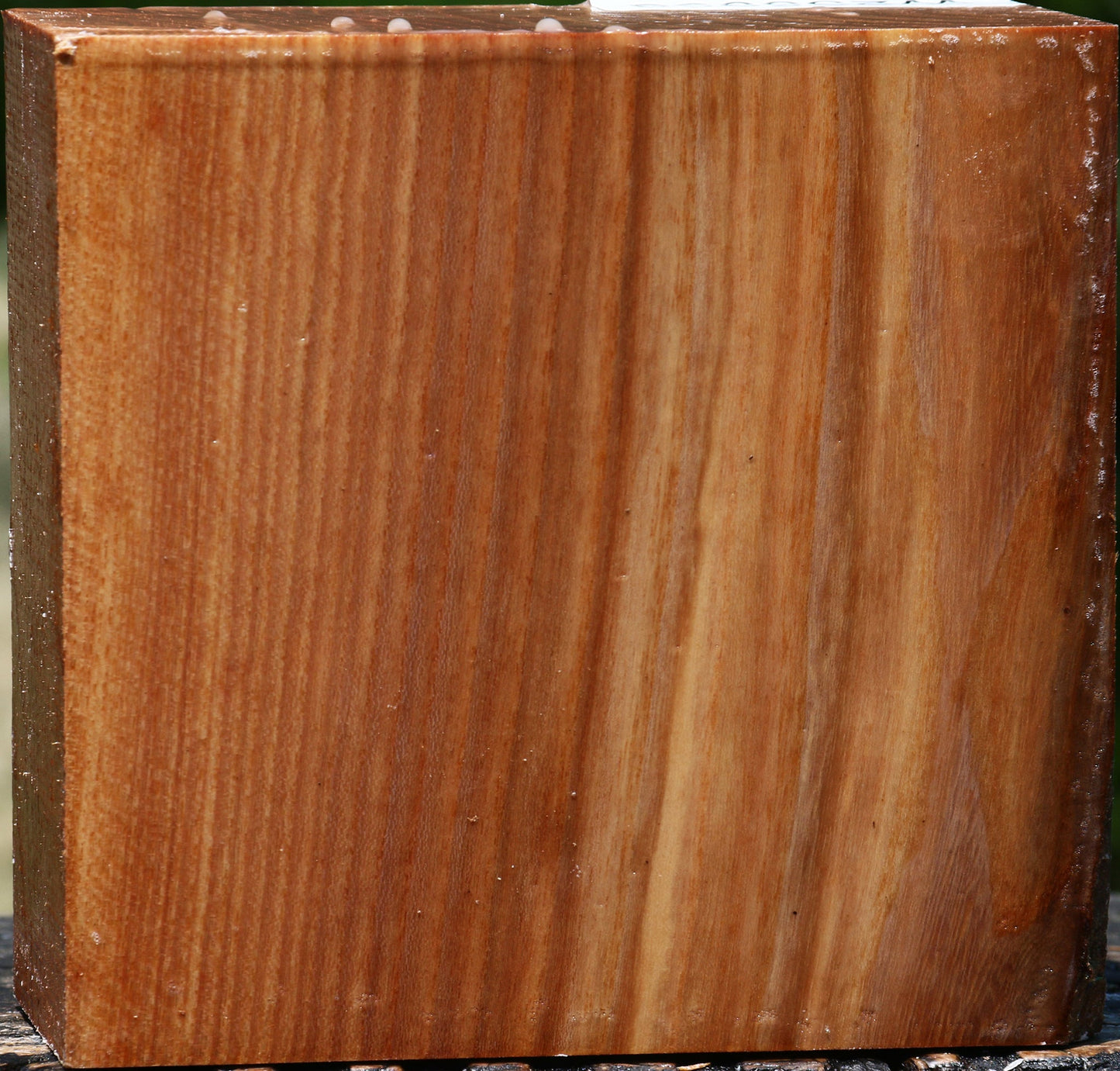 Chinese Elm Bowl Blank