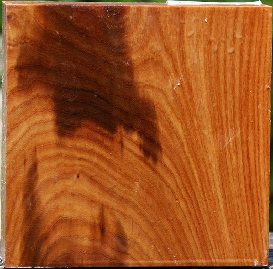 Chinese Elm Bowl Blank