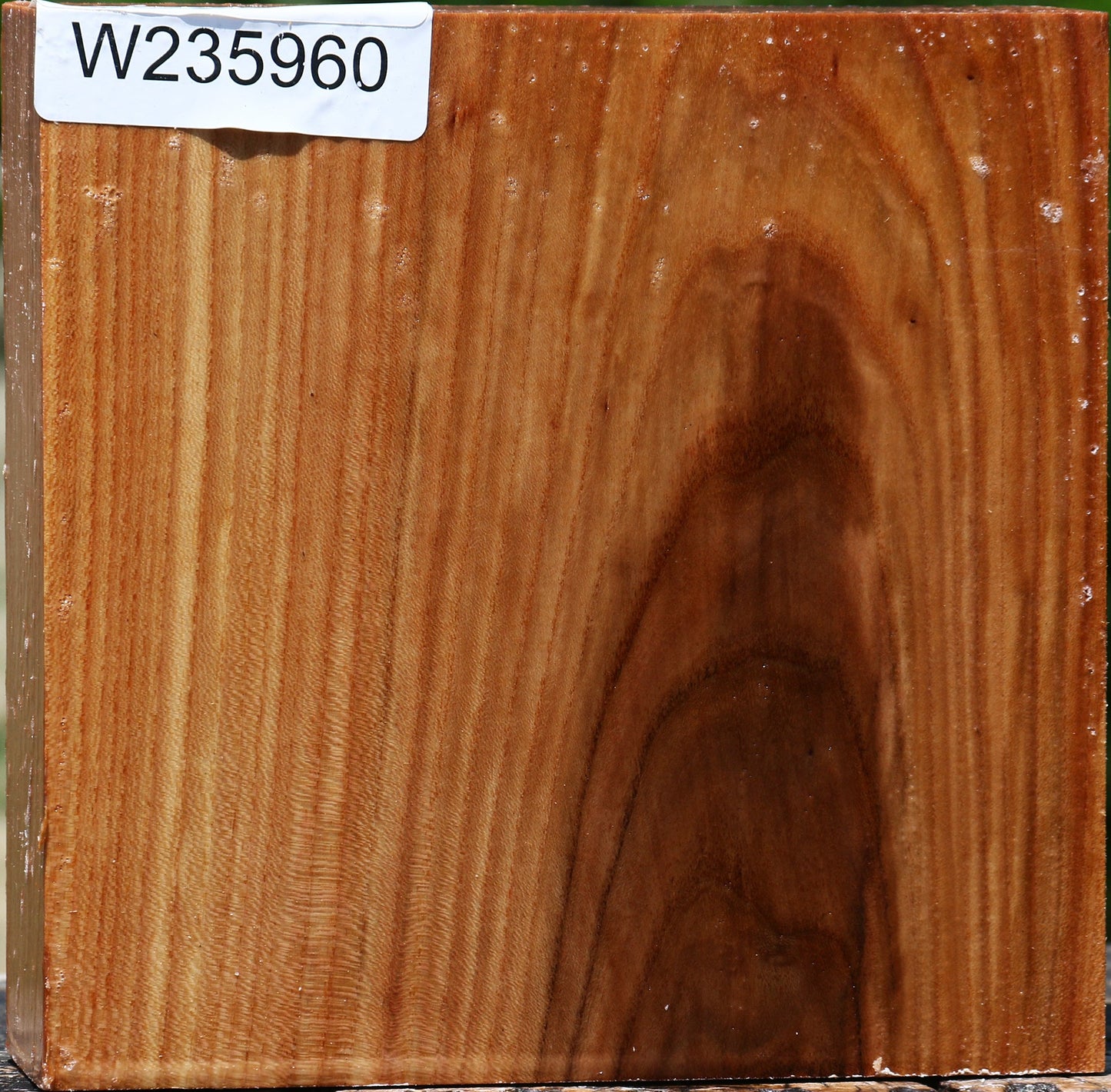 Chinese Elm Bowl Blank