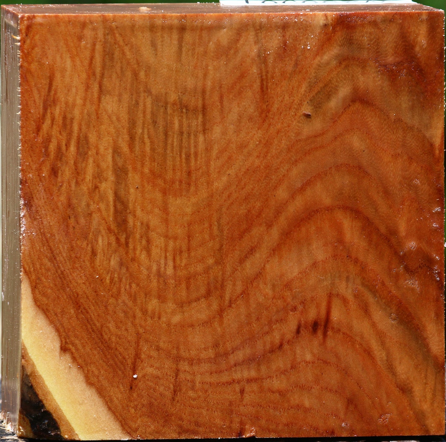 Figured Chinese Elm Bowl Blank