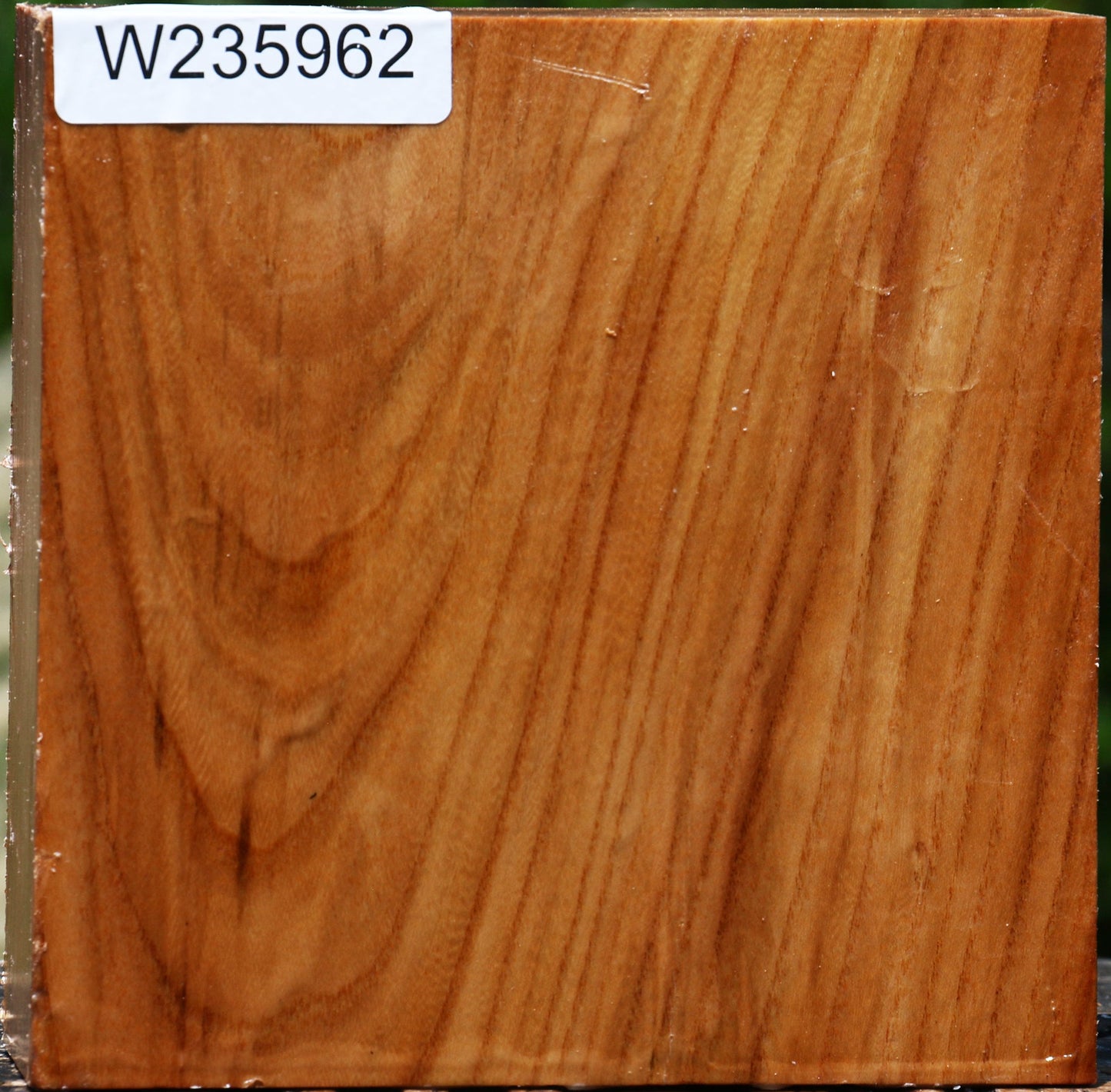 Chinese Elm Bowl Blank