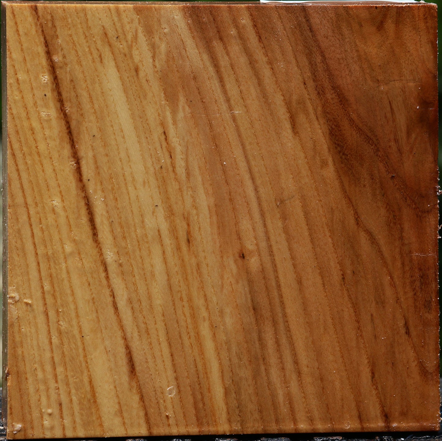 Chinese Elm Bowl Blank