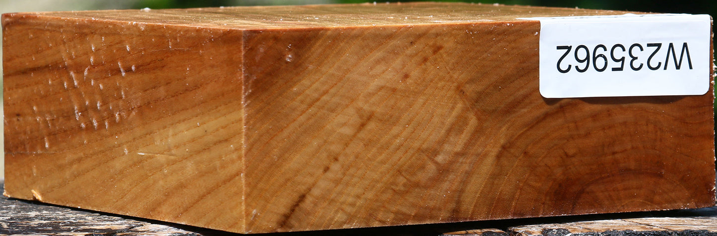 Chinese Elm Bowl Blank