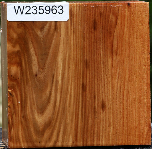 Chinese Elm Bowl Blank