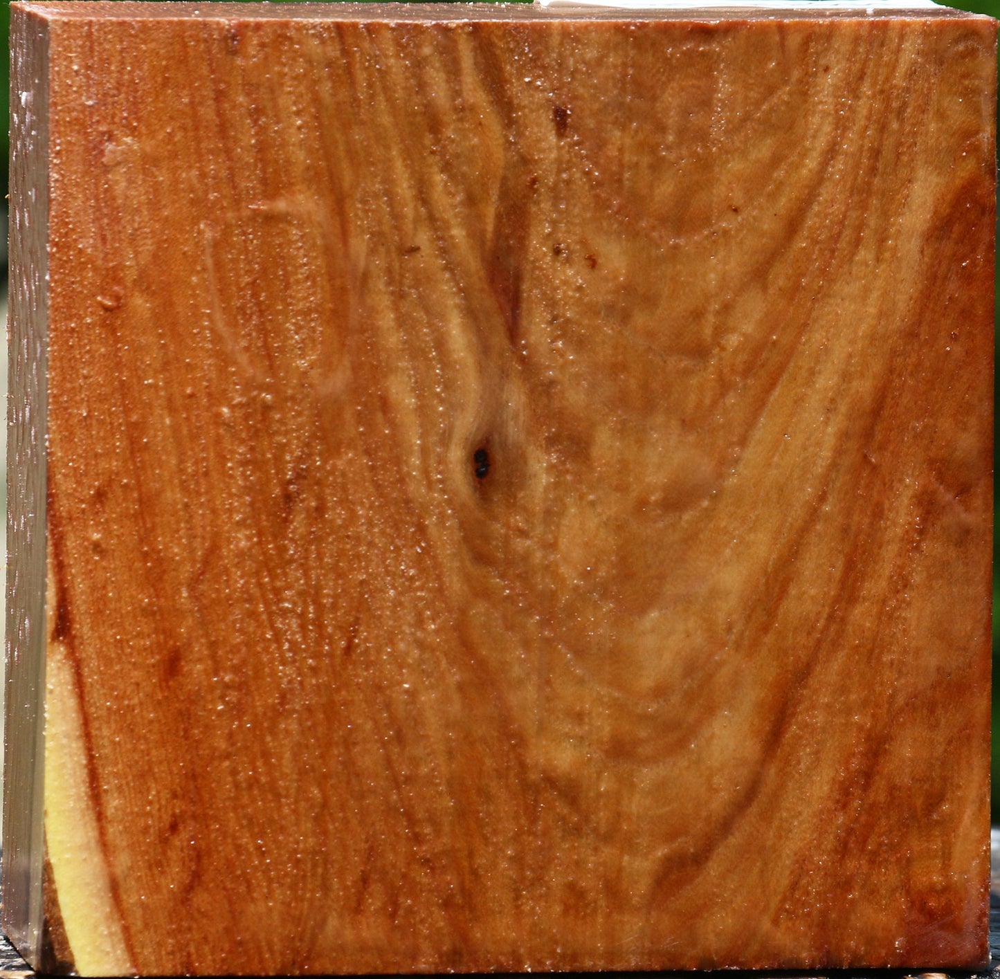 Chinese Elm Bowl Blank