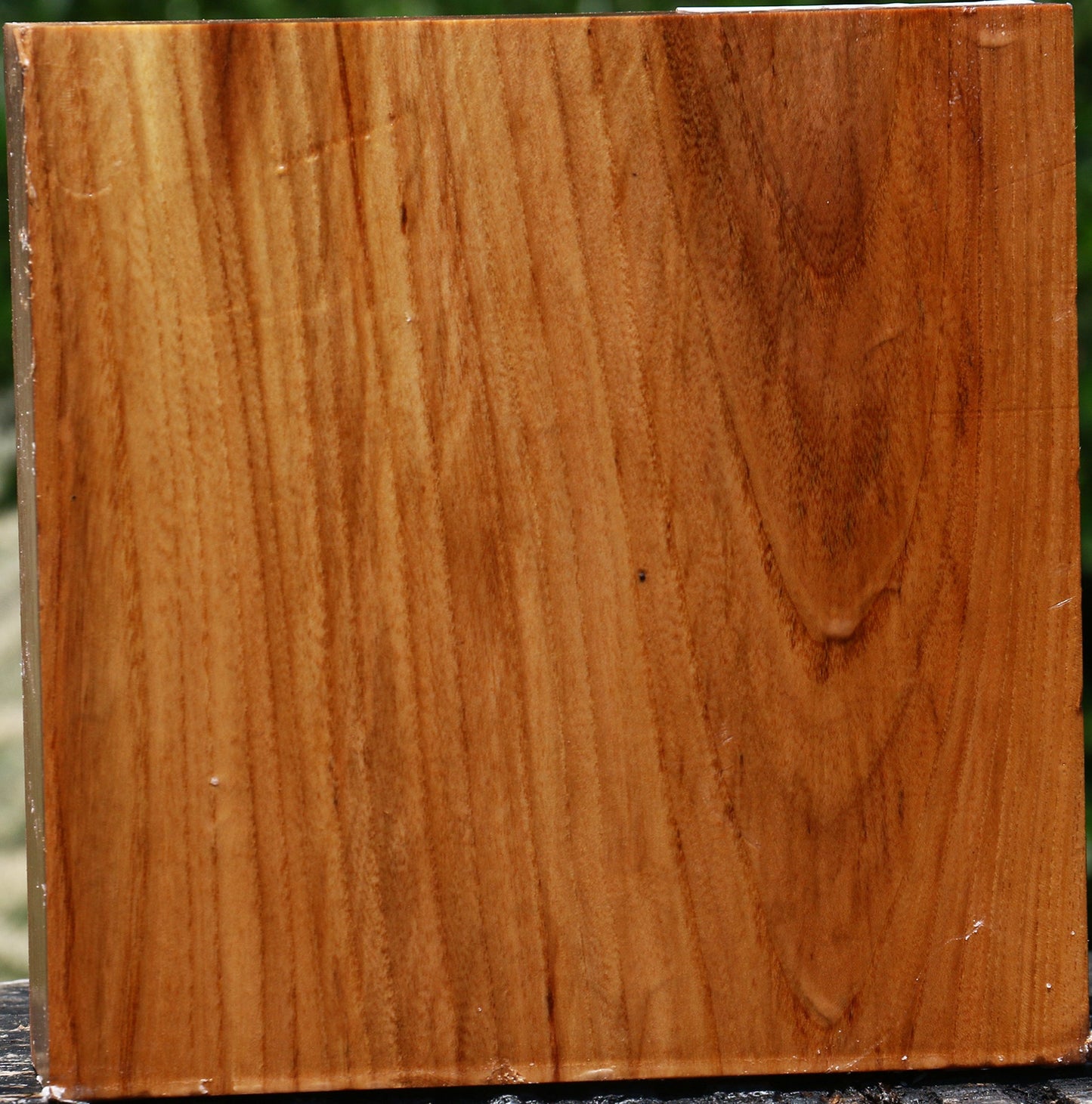 Chinese Elm Bowl Blank