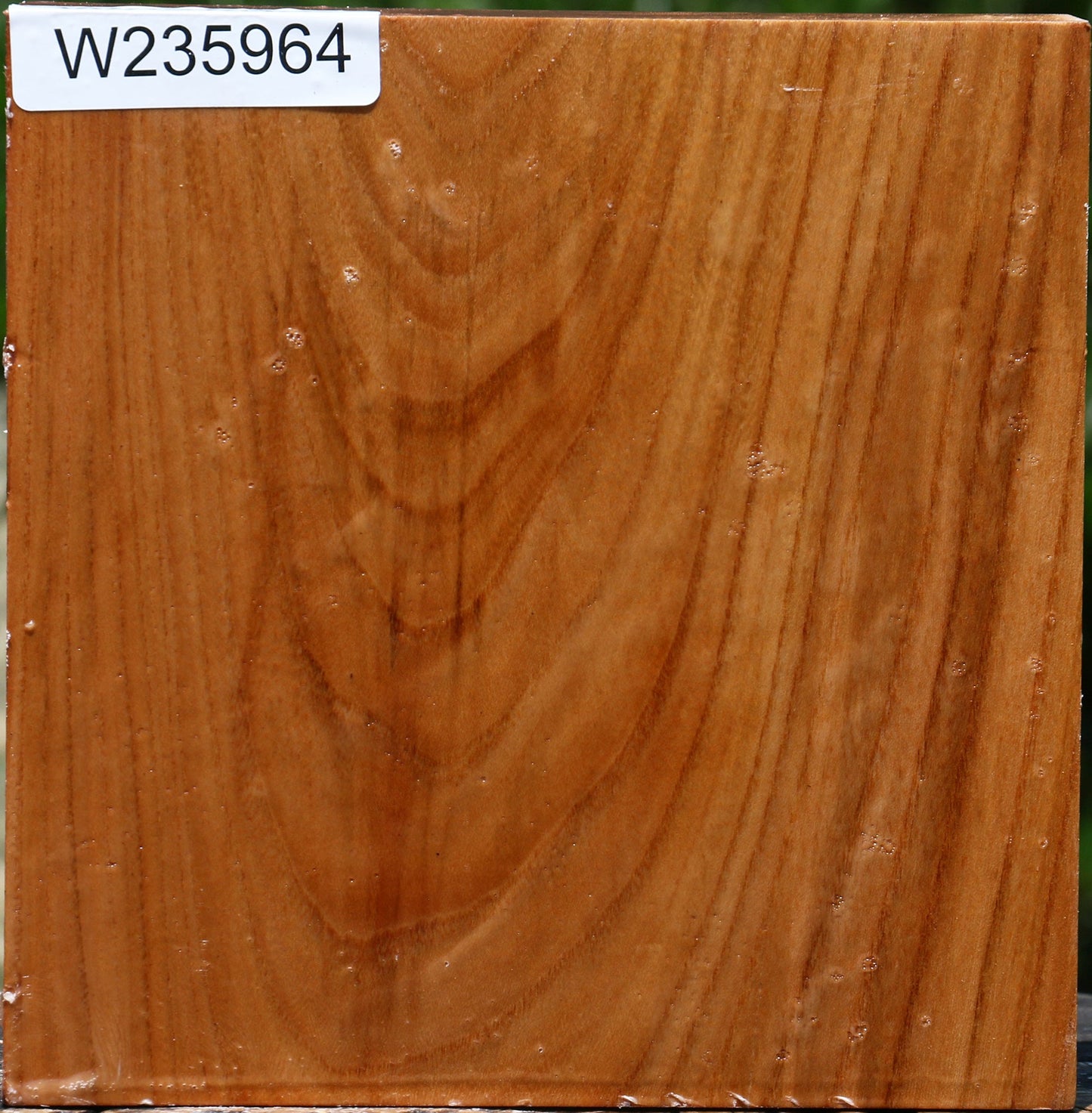 Chinese Elm Bowl Blank