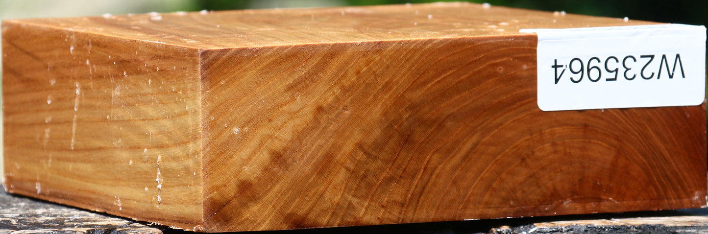 Chinese Elm Bowl Blank