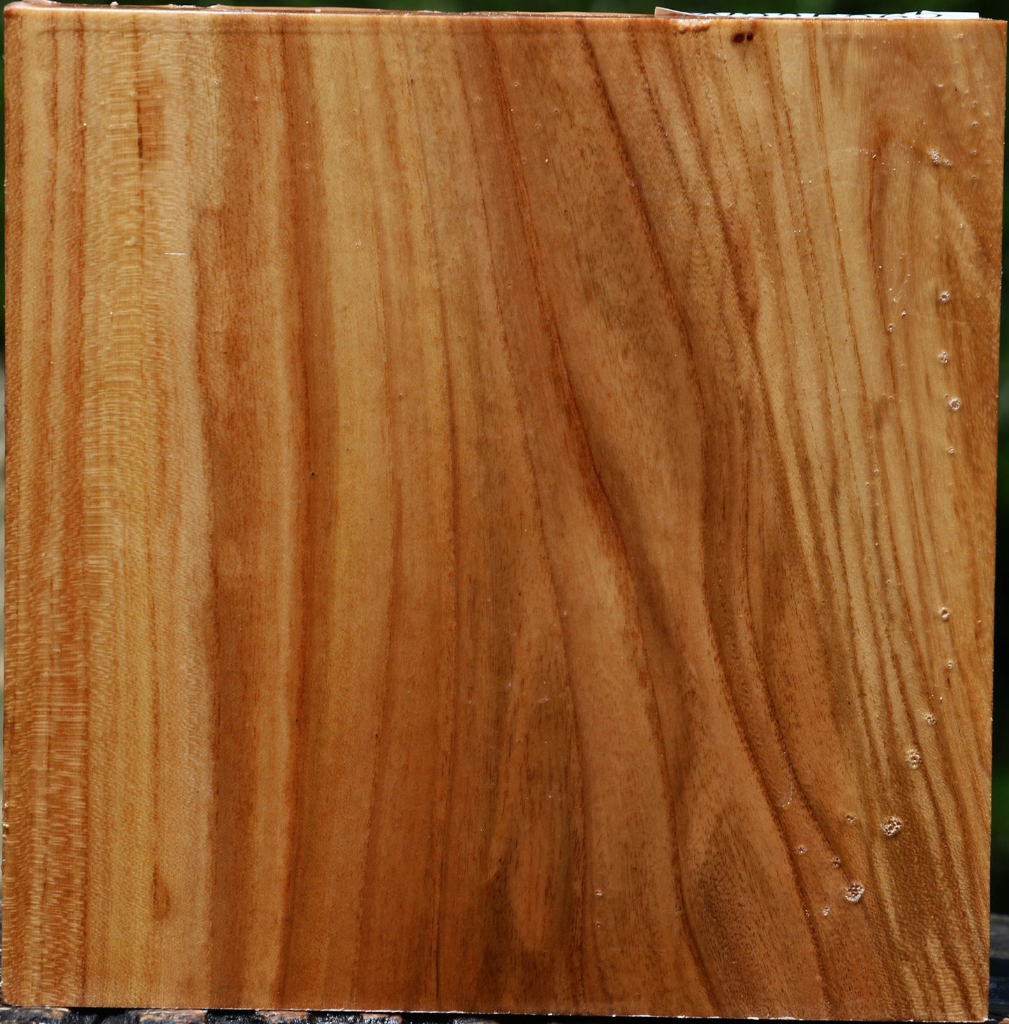 Chinese Elm Bowl Blank