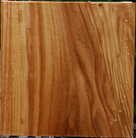 Chinese Elm Bowl Blank