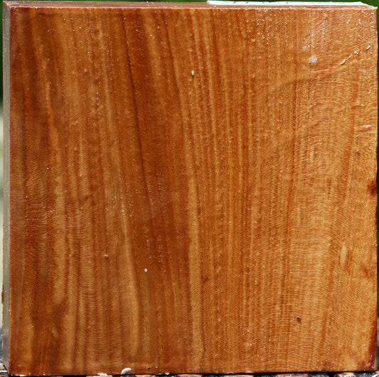 Chinese Elm Bowl Blank