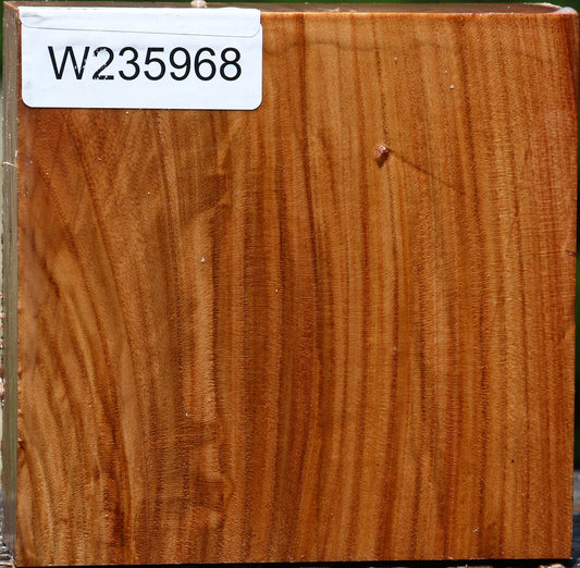 Chinese Elm Bowl Blank