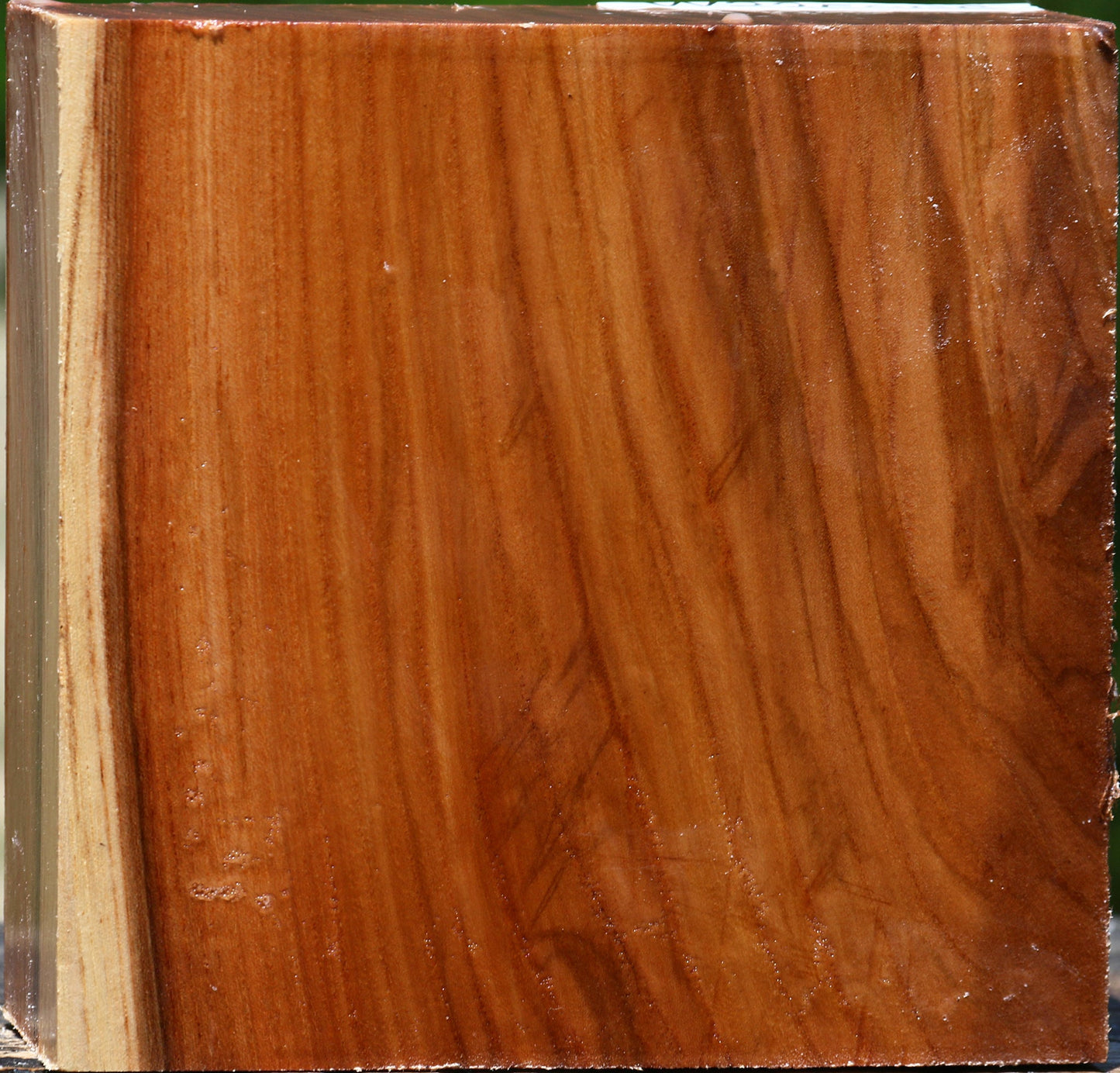 Chinese Elm Bowl Blank