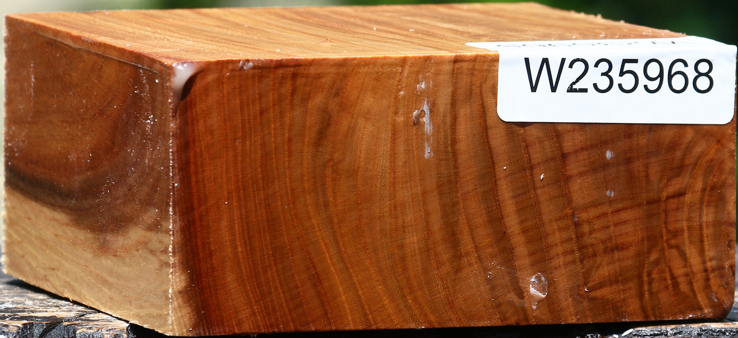 Chinese Elm Bowl Blank