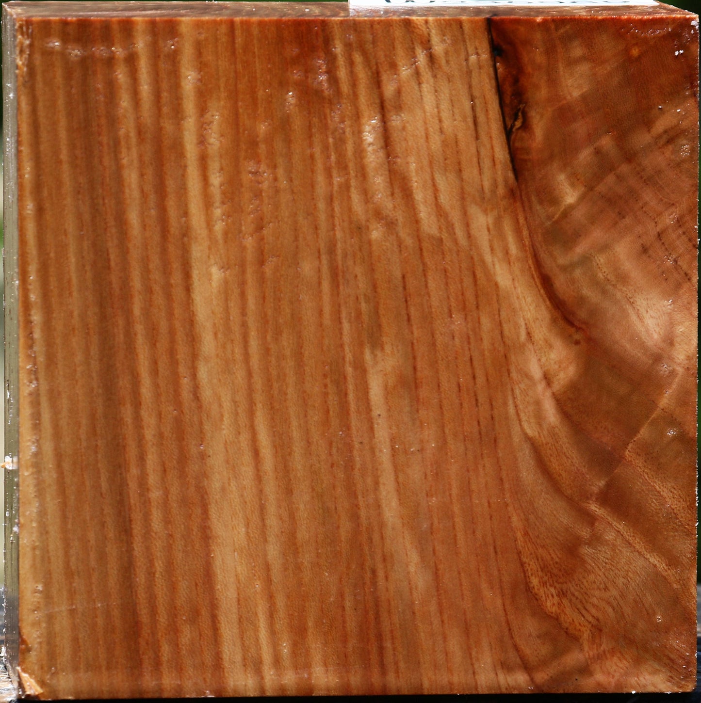 Chinese Elm Bowl Blank