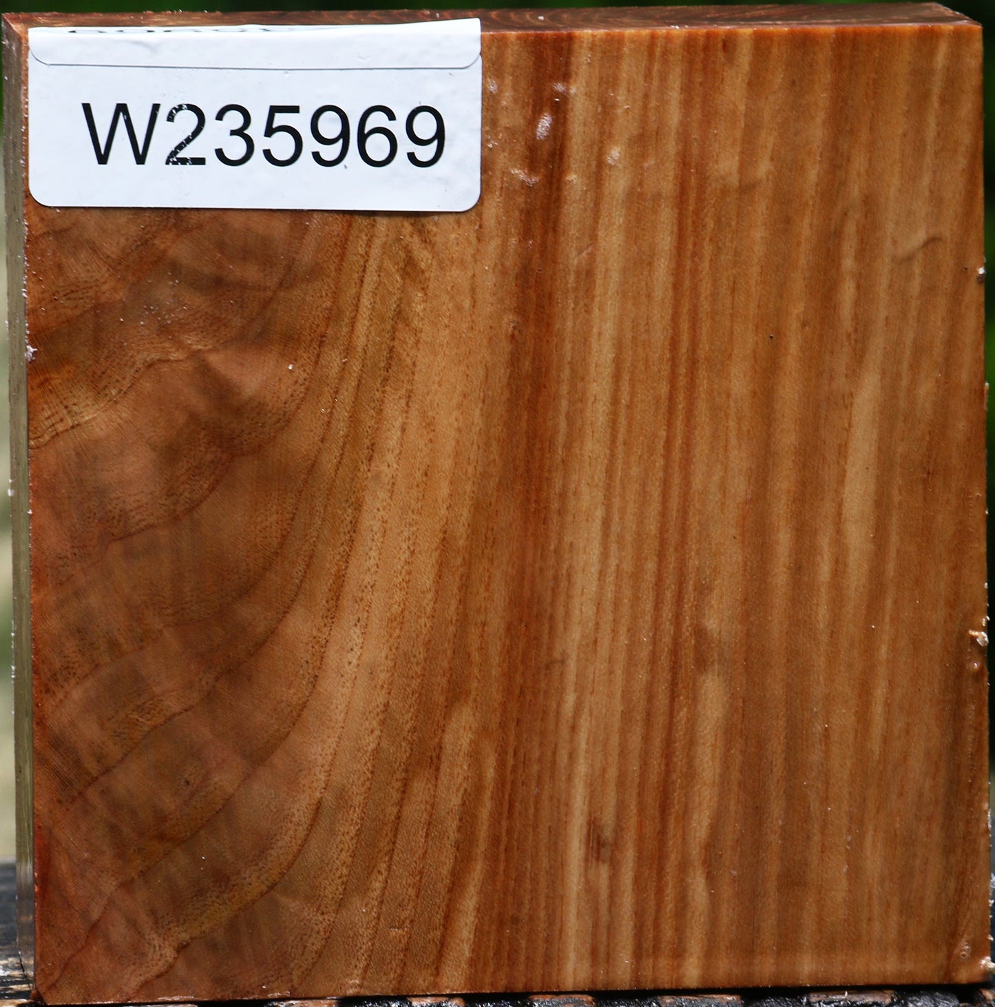 Chinese Elm Bowl Blank