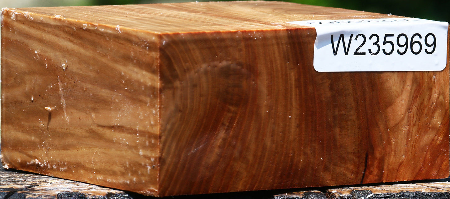 Chinese Elm Bowl Blank