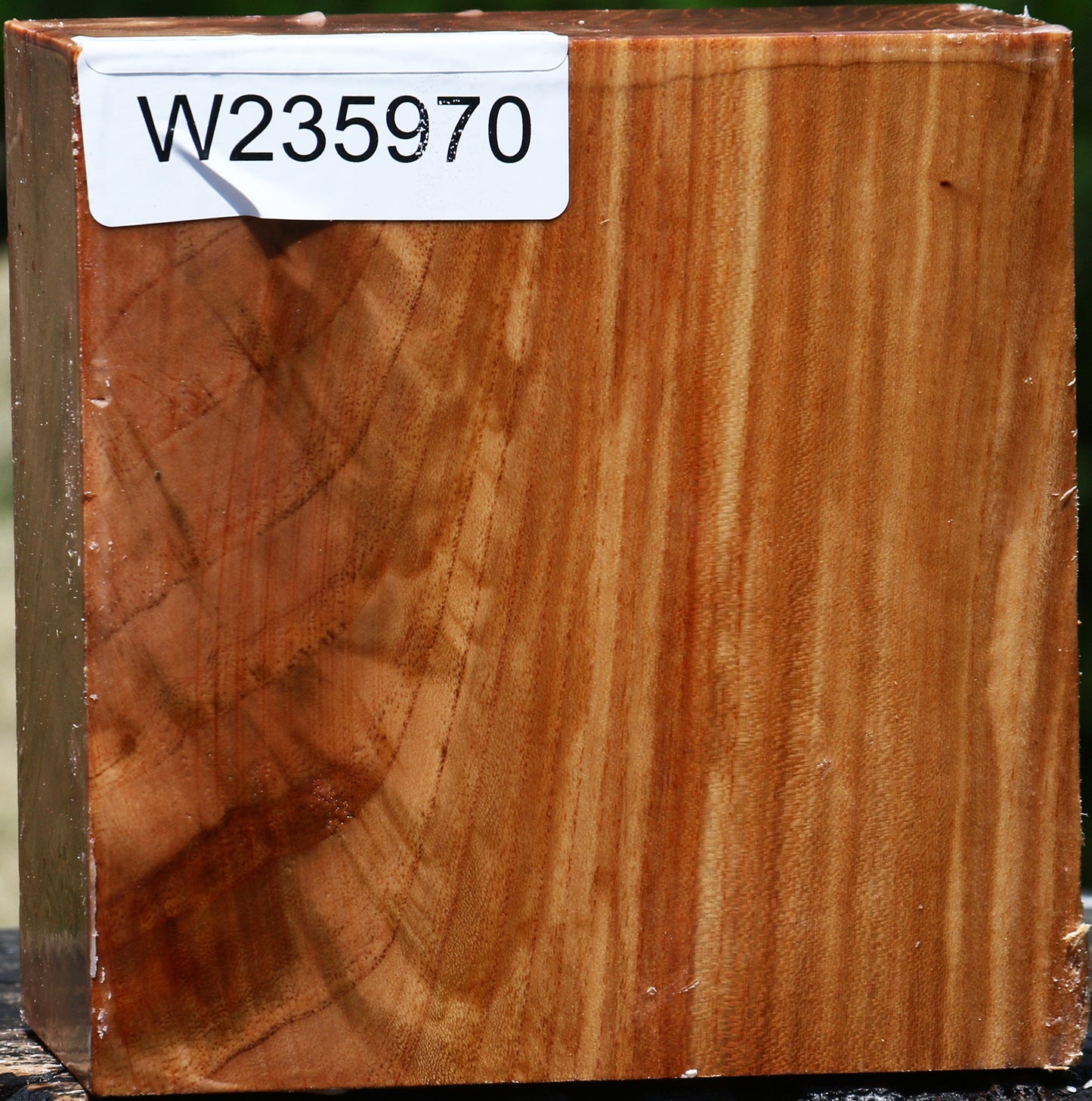 Figured Chinese Elm Bowl Blank