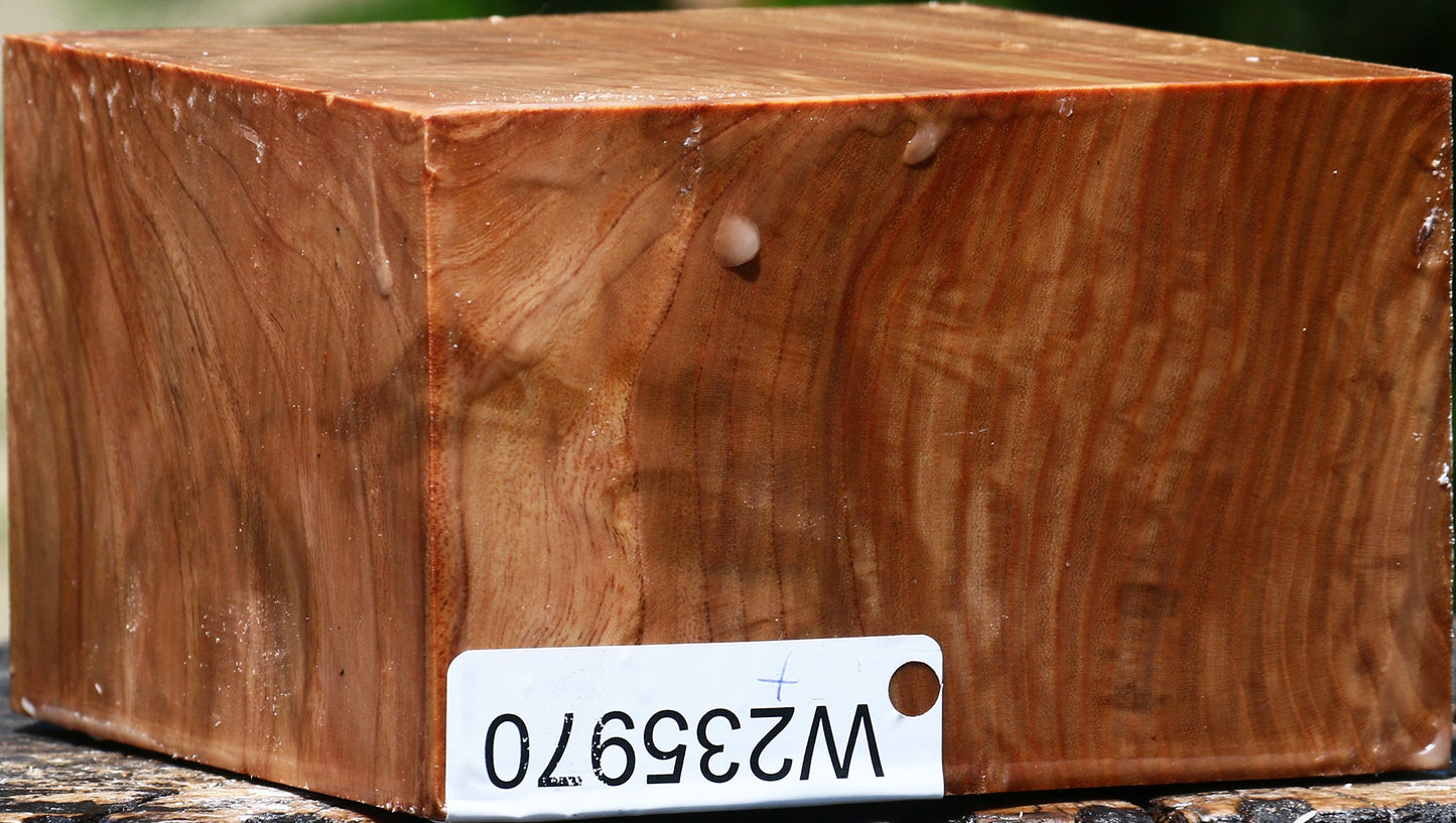 Figured Chinese Elm Bowl Blank