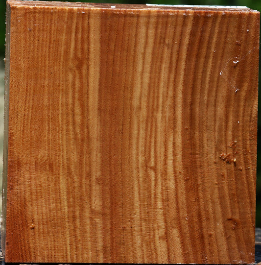 Chinese Elm Bowl Blank