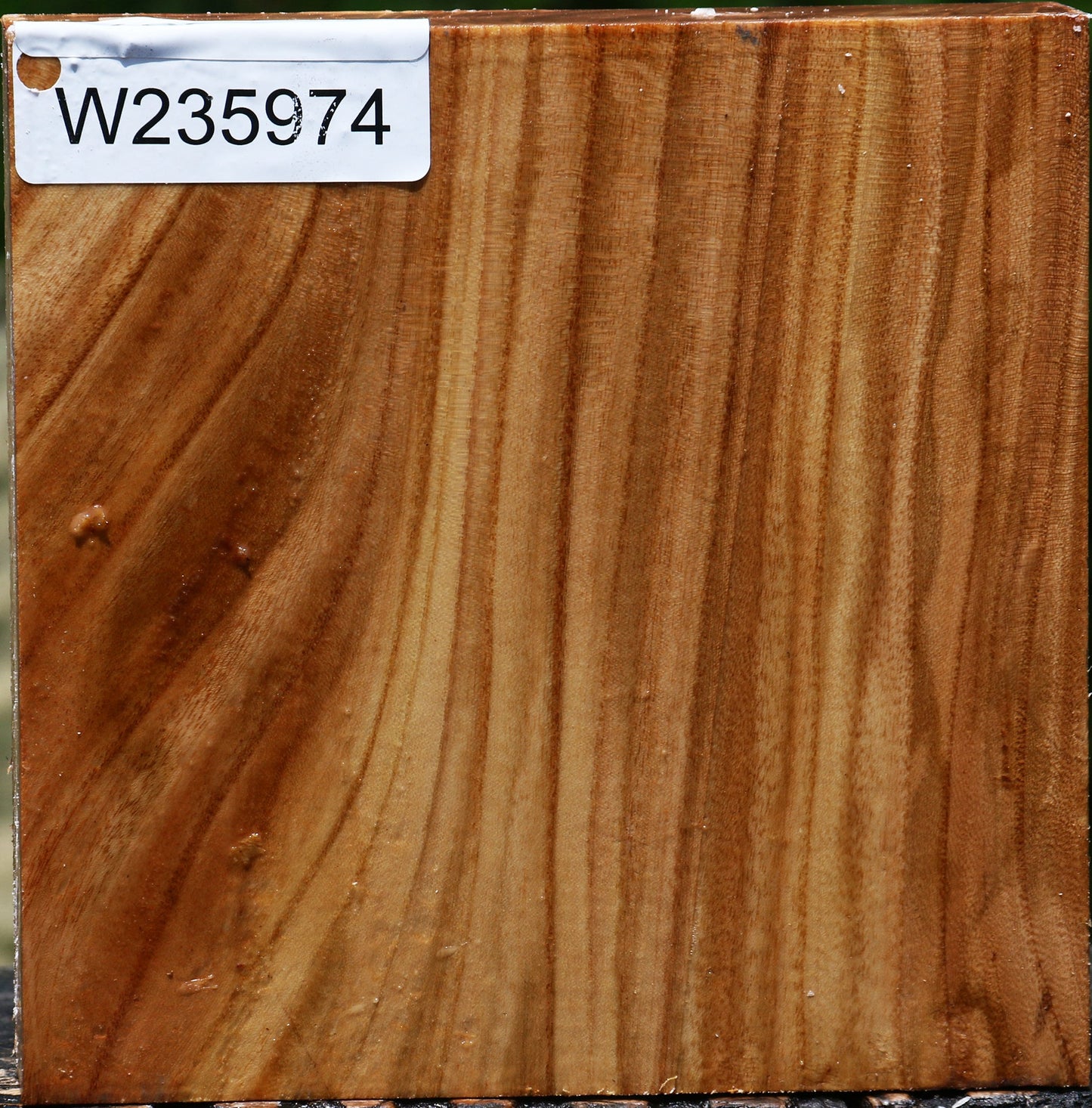 Chinese Elm Bowl Blank