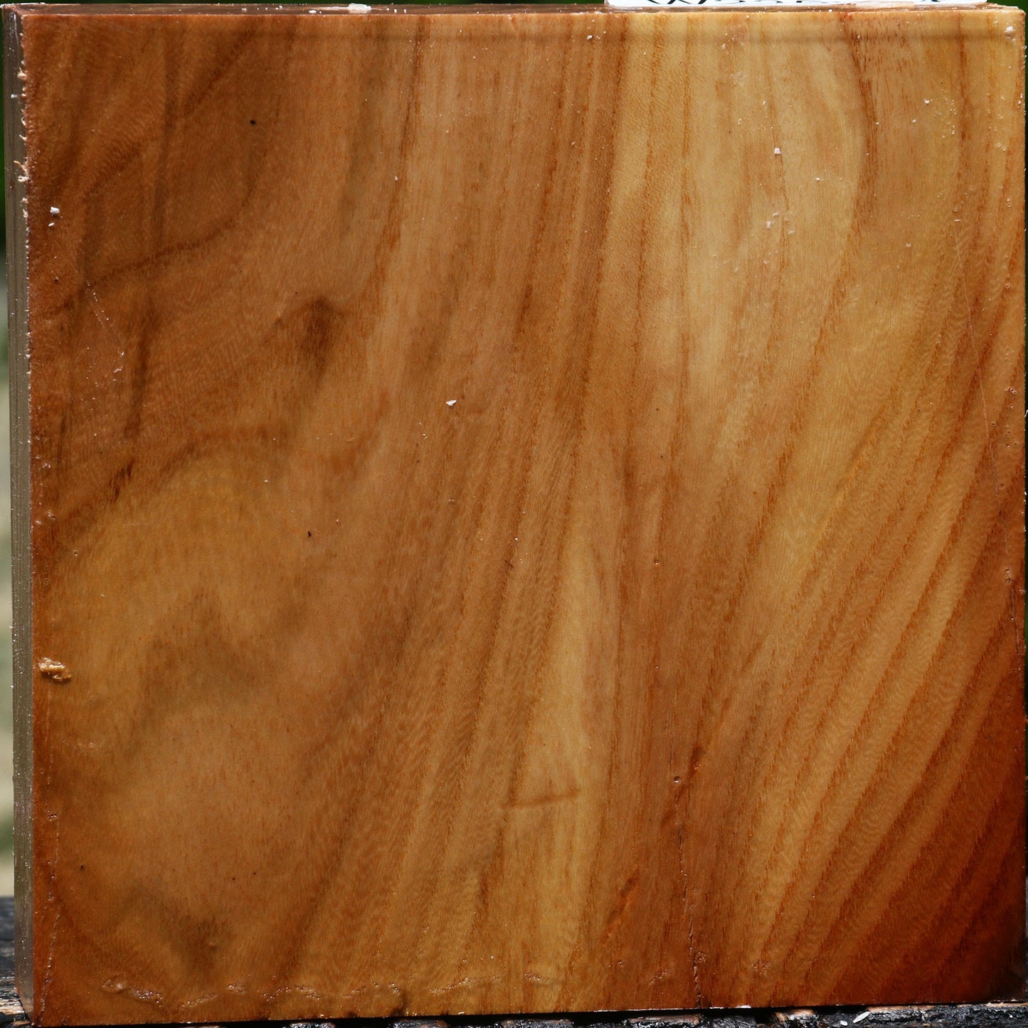 Chinese Elm Bowl Blank