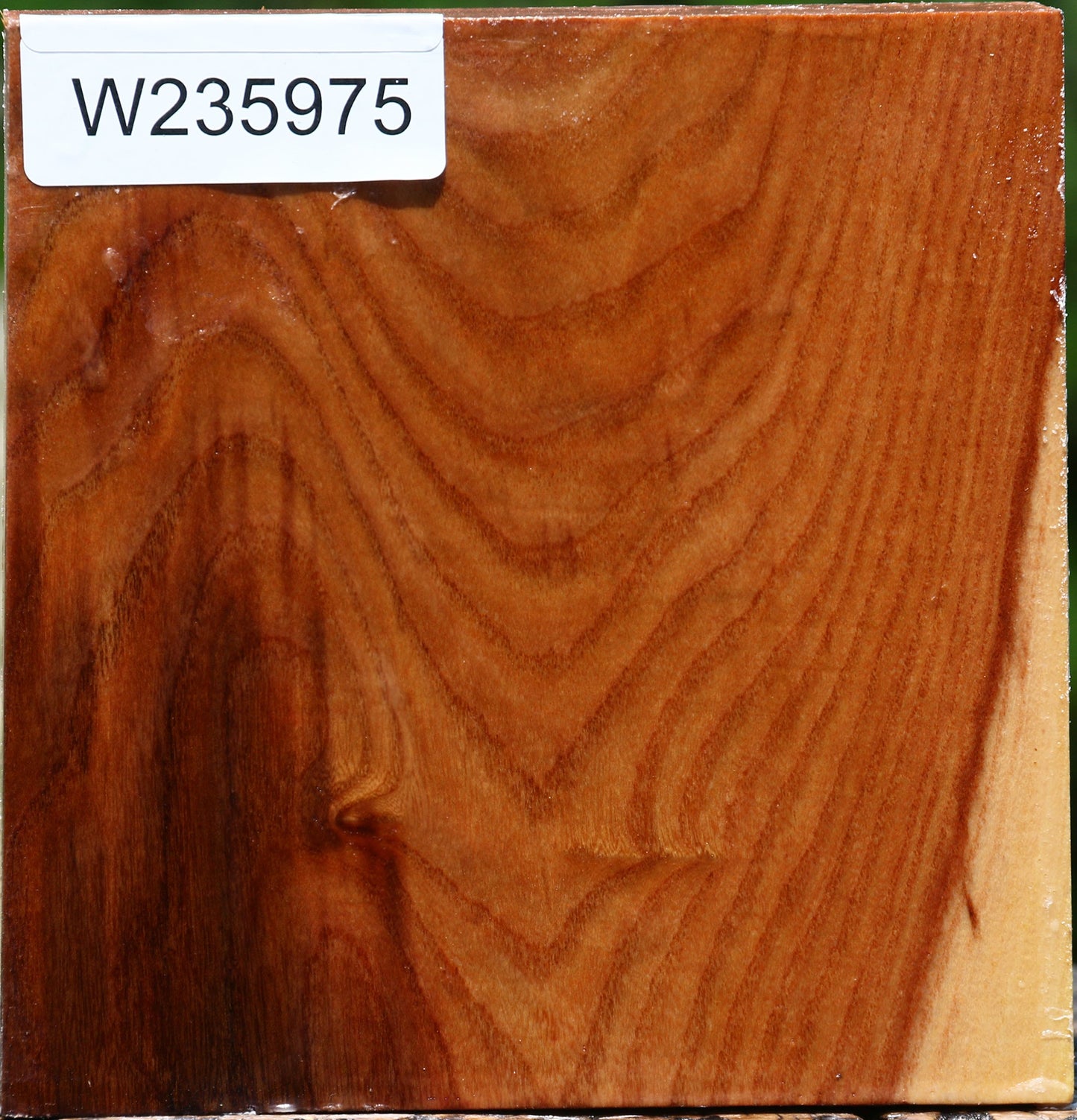 Chinese Elm Bowl Blank