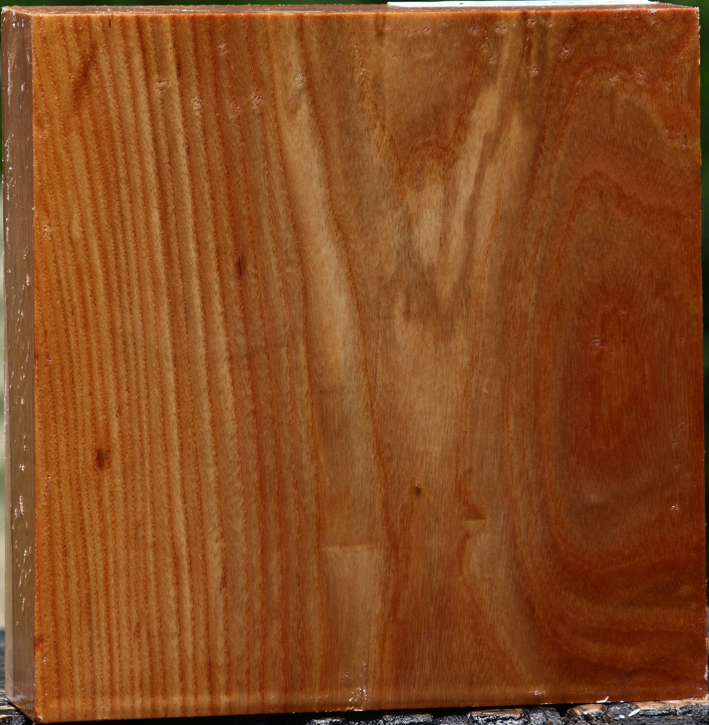 Chinese Elm Bowl Blank